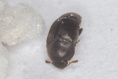 Brachypterolus