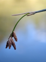 Schoenoplectus lacustris, photograph author not stated, no rights reserved