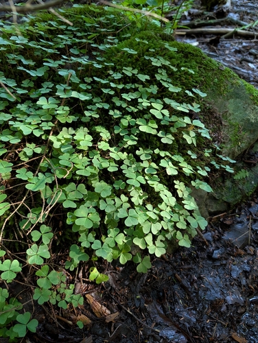 mountain woodsorrel