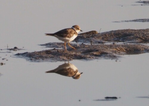 Little Ringed Plover