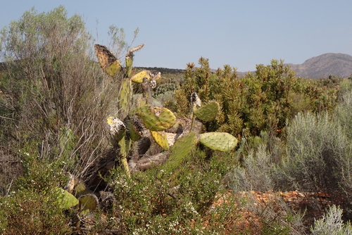 Opuntia lasiacantha, photograph 5