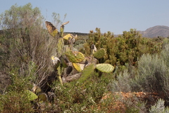 (c) Karen Eichholz, some rights reserved (CC BY) Opuntia lasiacantha, photograph (c) Karen Eichholz, some rights reserved (CC BY)