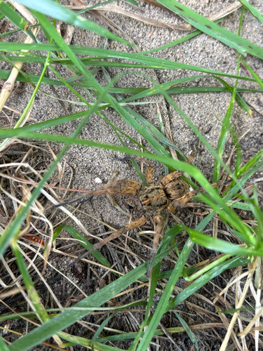 iNaturalist observation photo of Tigrosa