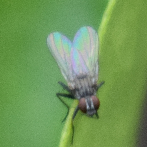 Lesser House Fly photo 4