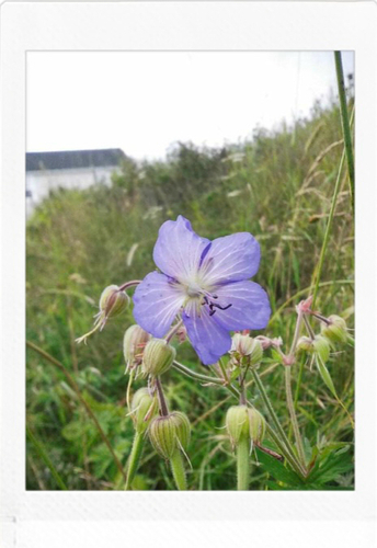 Meadow Crane's-bill