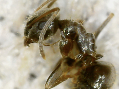 Black Garden Ant