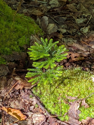 flat-branched tree-clubmoss