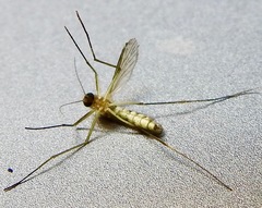 Aedes atlanticus