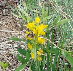 Bombus fervidus