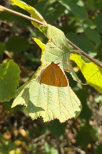 Brown Hairstreak