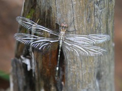 Dythemis velox