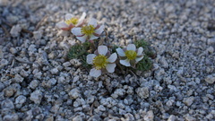 Ranunculus andersonii