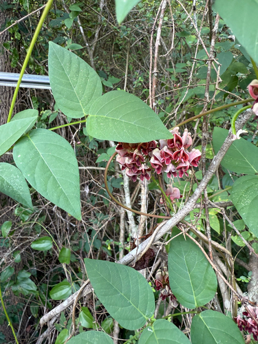American groundnut