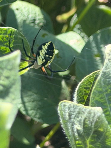 Yellow Garden Spider