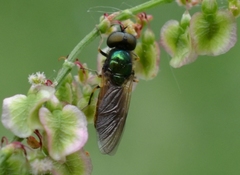 Chloromyia
