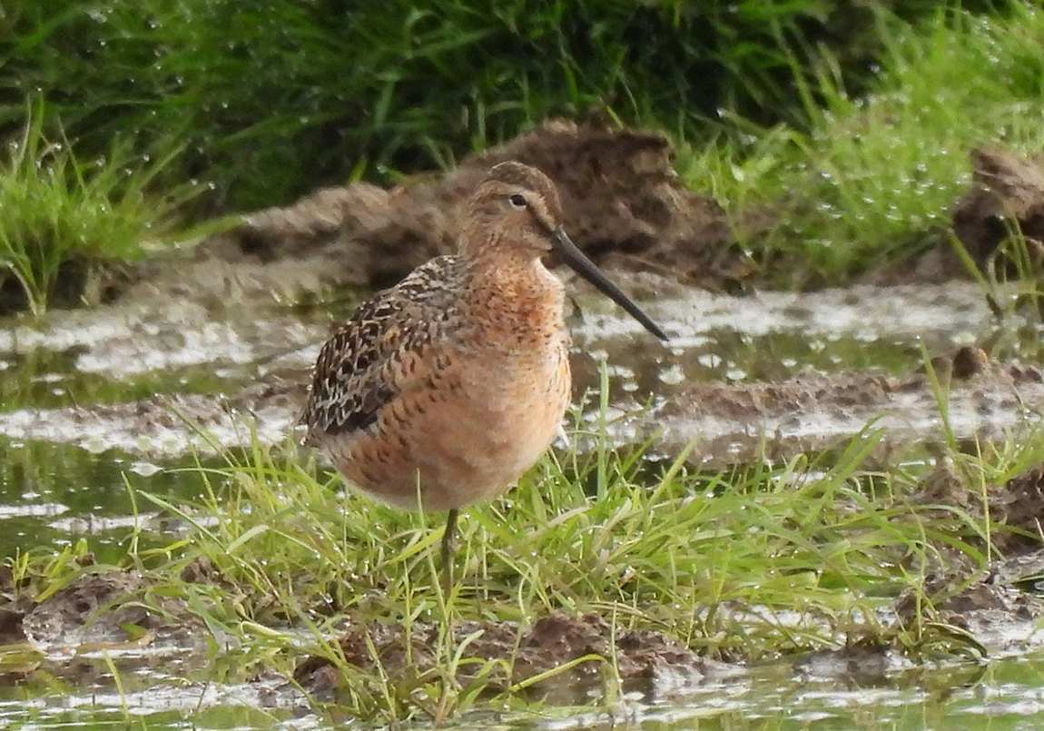 Long-billed Dowitcher