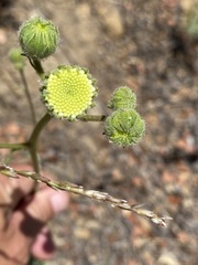 Chaenactis artemisiifolia