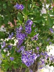 Duranta erecta