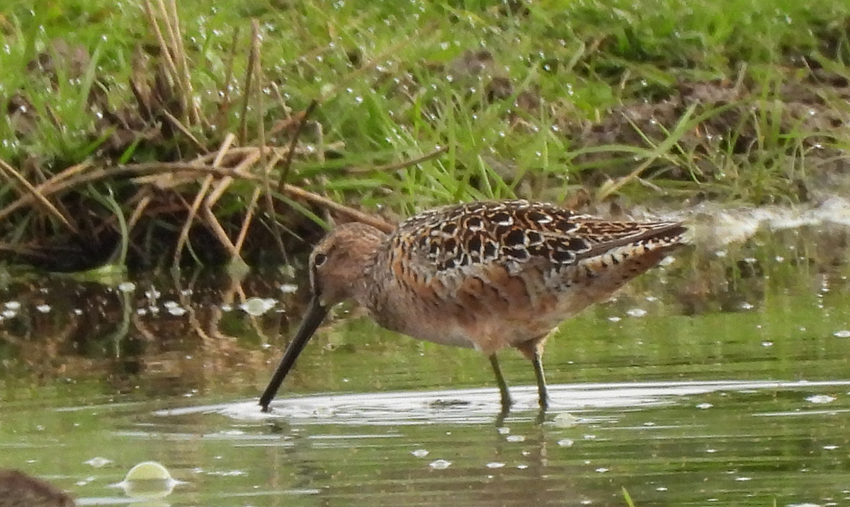 Long-billed Dowitcher
