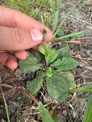 lyreleaf sage