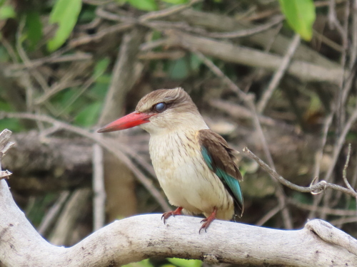 iNaturalist image