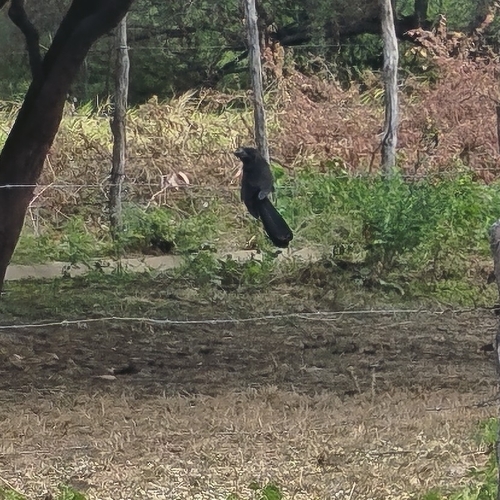 Smooth-billed Ani