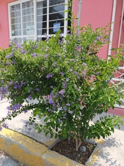 Duranta erecta