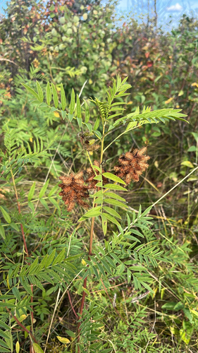 Wild Licorice