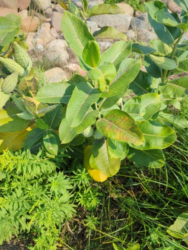 common milkweed