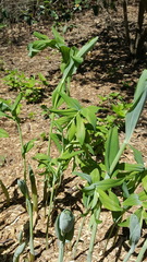 Polygonatum × hybridum