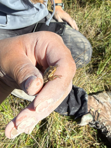 Boreal Chorus Frog
