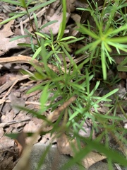 Coreopsis verticillata
