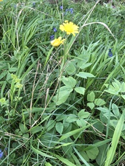 Doronicum pardalianches