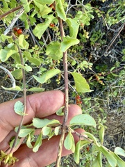 Lonicera subspicata, photograph (c) Henrik Kibak, some rights reserved (CC BY)