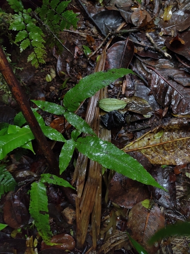 Dryopteris arborescens observed 2026-07-25