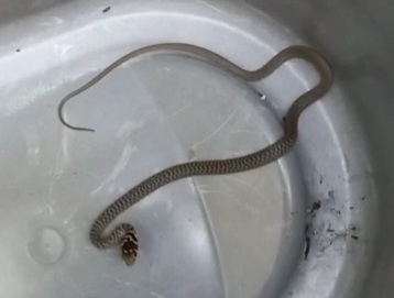 Green Whip Snake