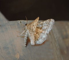 Heliomata glarearia