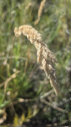 reed canary grass