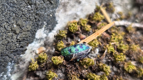 Cypress jewel beetle