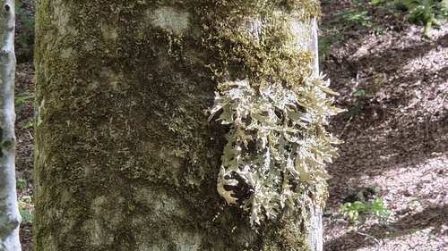 Tree Lungwort