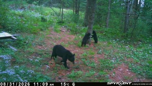 Black Bear sighting near Queen Elizabeth II Wildlands Provincial Park
