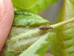 Cimberis pilosa