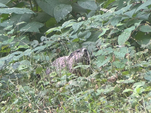 Groundhog