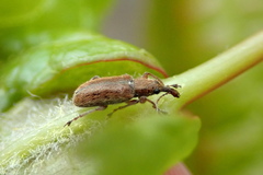 Cimberis pilosa