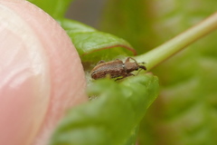 Cimberis pilosa