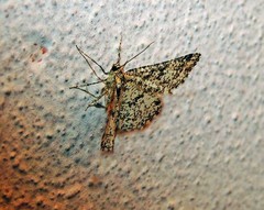 Heliomata glarearia