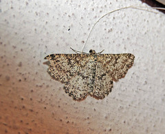 Heliomata glarearia