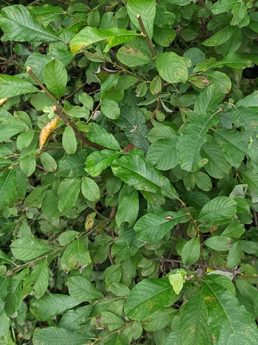 Salix aurita, photograph 5