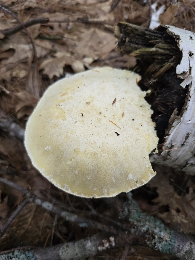 Lynx Paw Oyster · August 2026 · photo: Photo: (c) Daniel Siksay, some rights reserved (CC BY) · iNaturalist