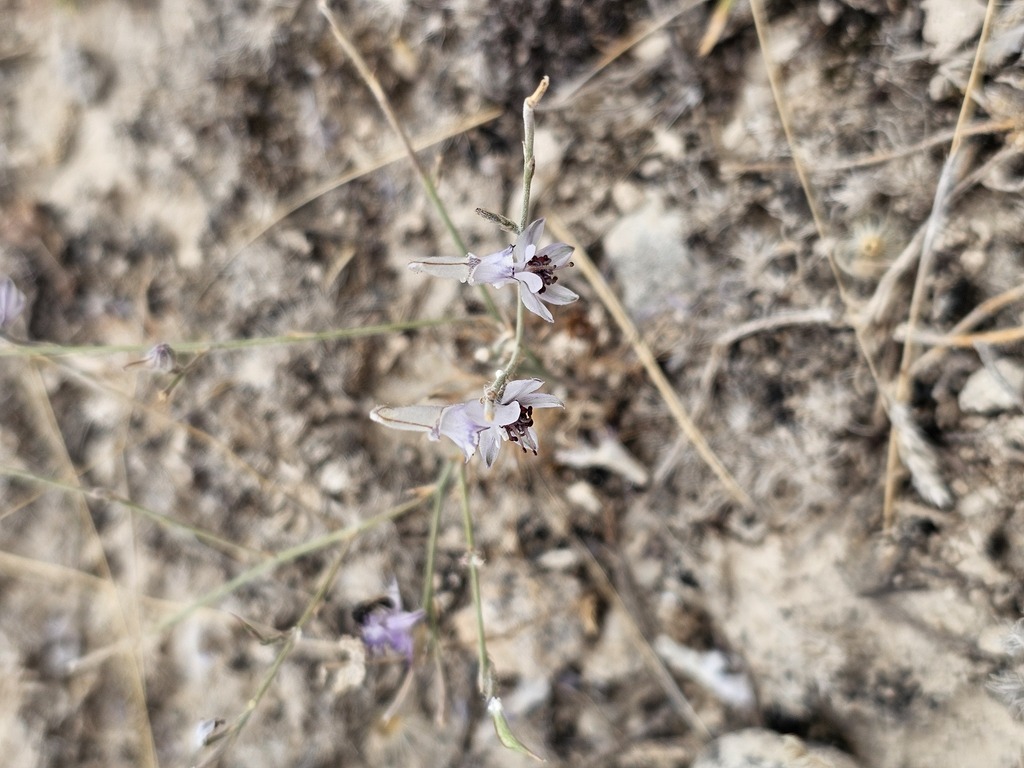 Delphinium thirkeanum